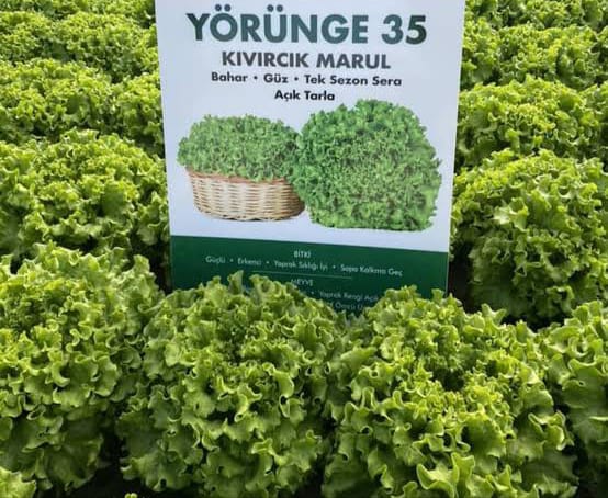 Yörünge Kıvırcık Marul Fidesi