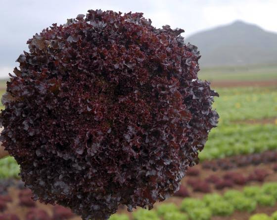 Bacchus Kırmızı Kıvırcık Marul Fidesi