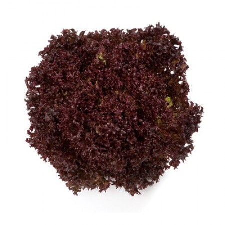 Carmesi Kırmızı Kıvırcık Marul Fidesi