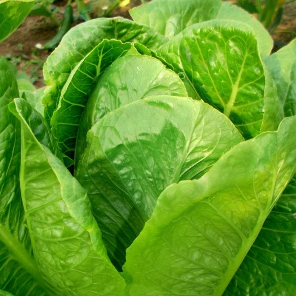 Adranita Marul Fidesi