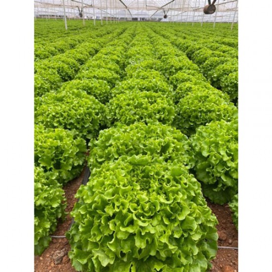 Elmaria Kıvırcık Marul Fidesi