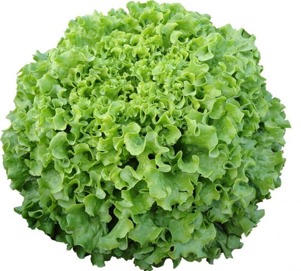 Fanela Kıvırcık Marul Fidesi