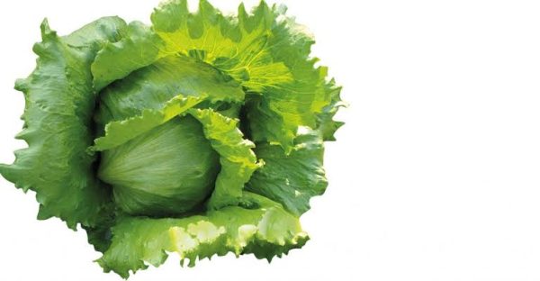 Bombola Iceberg Marul Fidesi