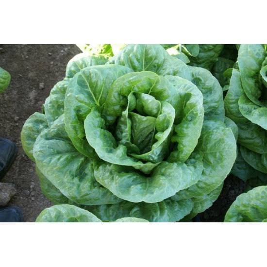 Bitez Yedikule Marul Fidesi