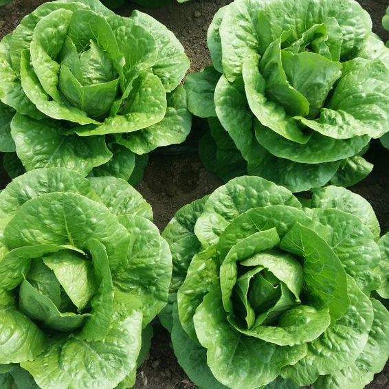 Cospirina Yedikule Marul Fidesi