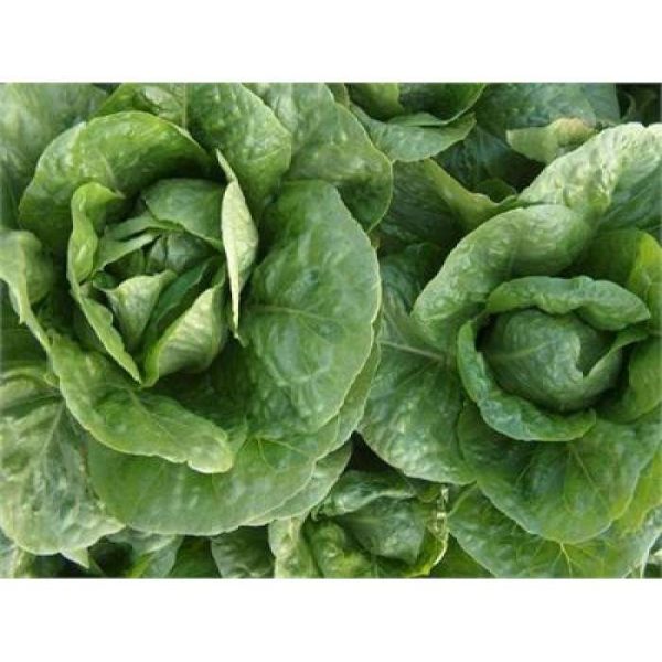 Manavert Yedikule Marul Fidesi