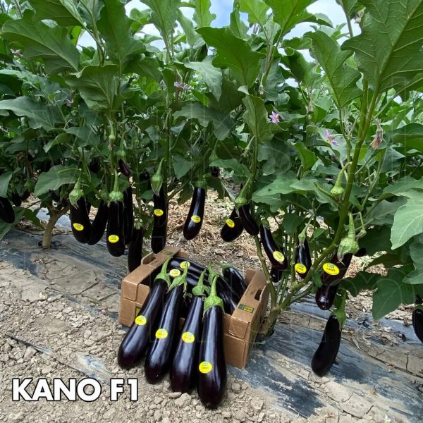 Kano F1 Patlıcan Fidesi
