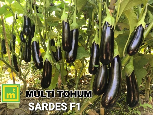 Sardes F1 Patlıcan Fidesi