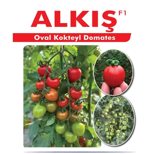 Aşılı Alkış F1 Kokteyl Domates Fidesi