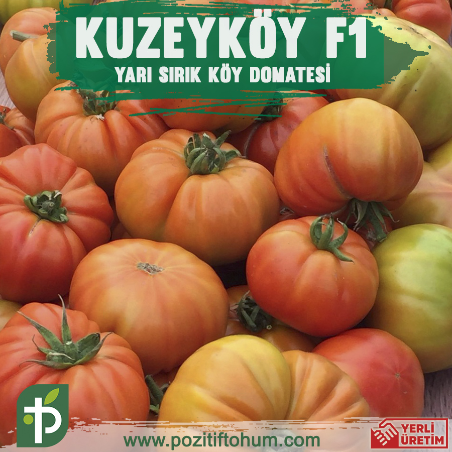Kuzeyköy F1 Domates Fidesi