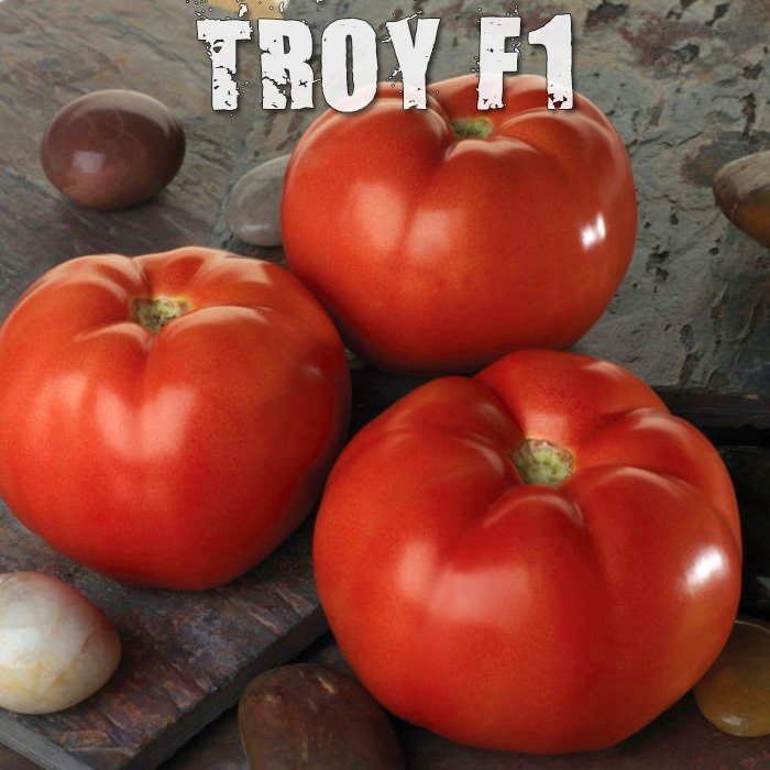 Troy F1 Oturak Domates Fidesi