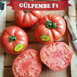 GÜLPEMBE F1 DOMATES FİDESİ