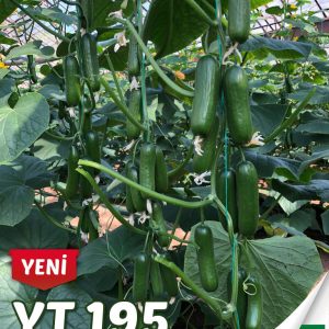 YT 195 F1 SİLOR HIYAR