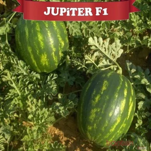 AŞILI JUPITER F1 KARPUZ FİDESİ