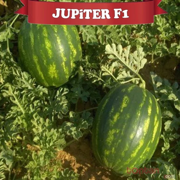 AŞILI JUPITER F1 KARPUZ FİDESİ