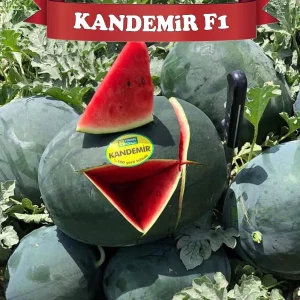 AŞILI KANDEMİR F1 KARPUZ FİDESİ