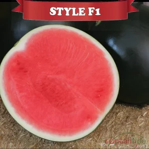 AŞILI STYLE F1 KARPUZ FİDESİ